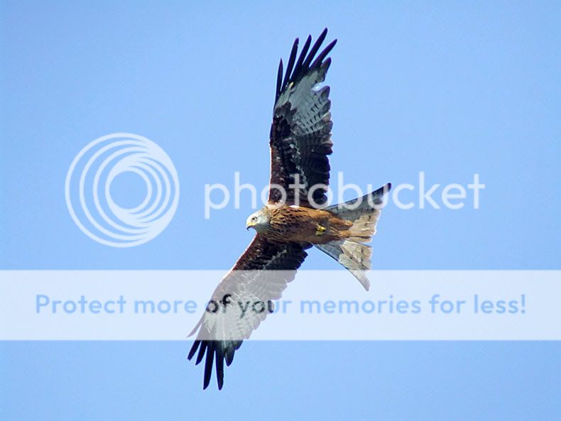 RedKite1-1.jpg