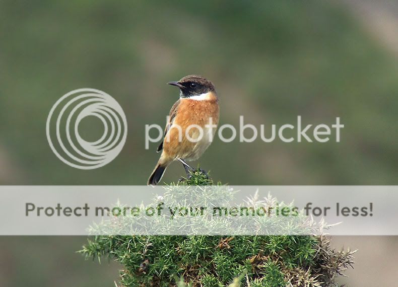 Stonechat1.jpg