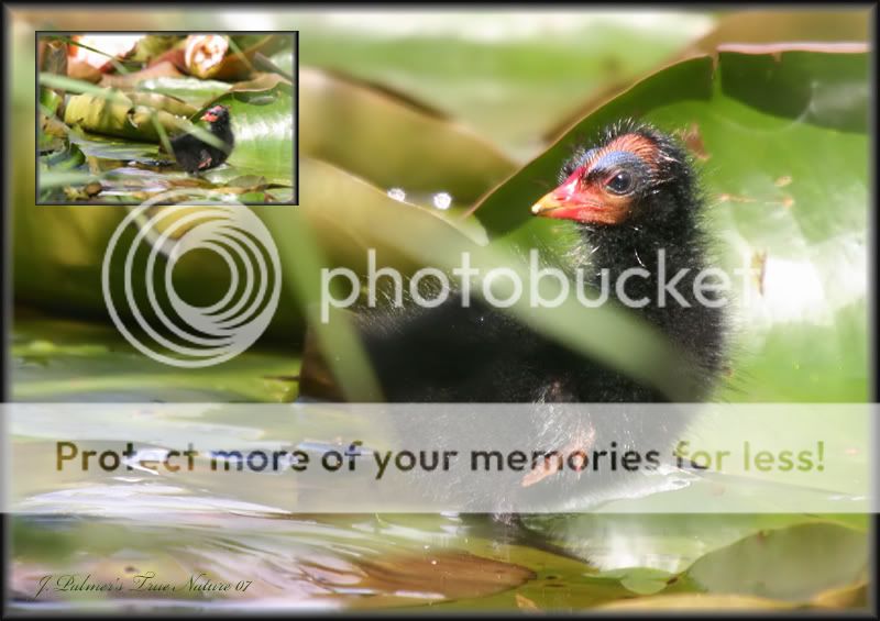 moorhen.jpg