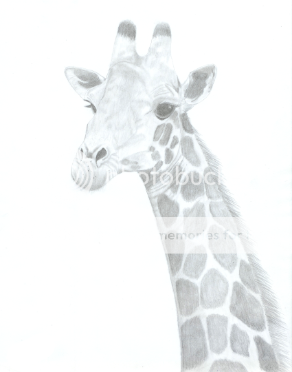 Giraffe2.png