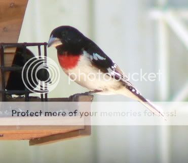 RBGrosbeak050105.jpg