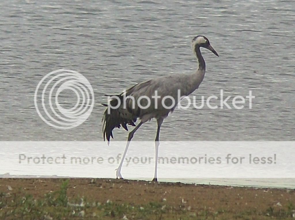 CommonCrane001edited.jpg