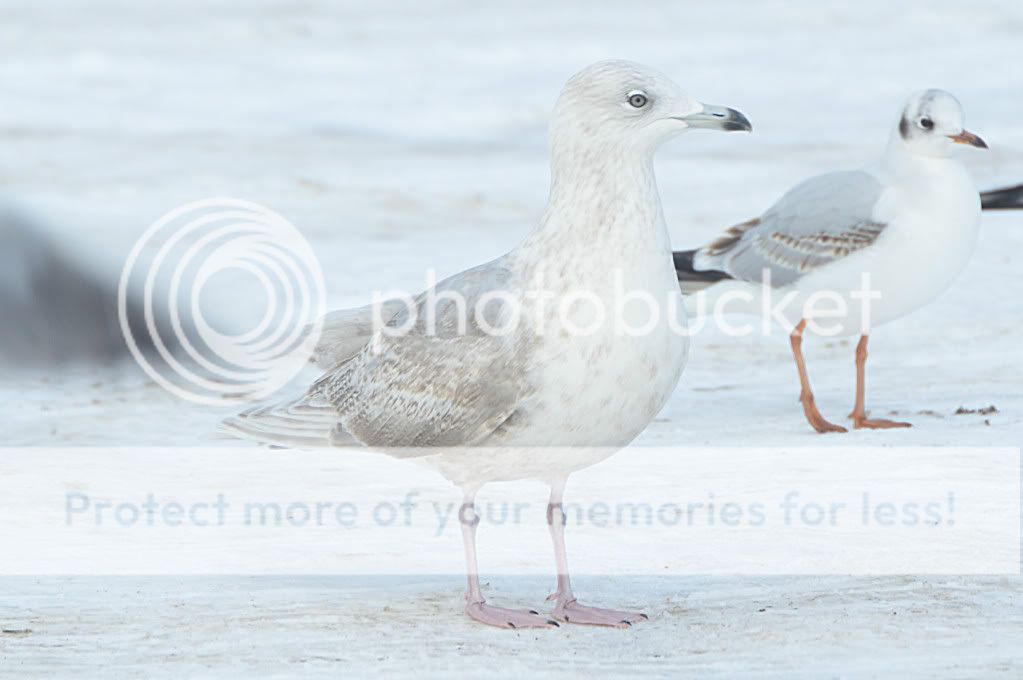 IcelandGull003edited.jpg