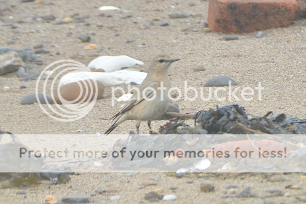 IsabellineWheatear001edited.jpg