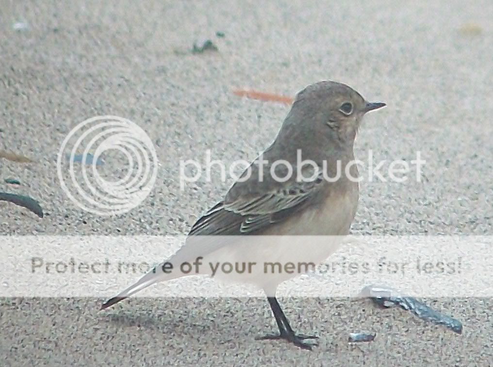 PiedWheatear003edited.jpg