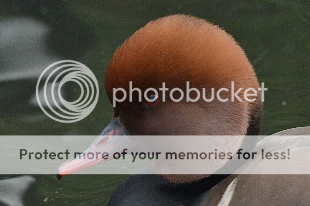 Red-crestedPochard003edited.jpg