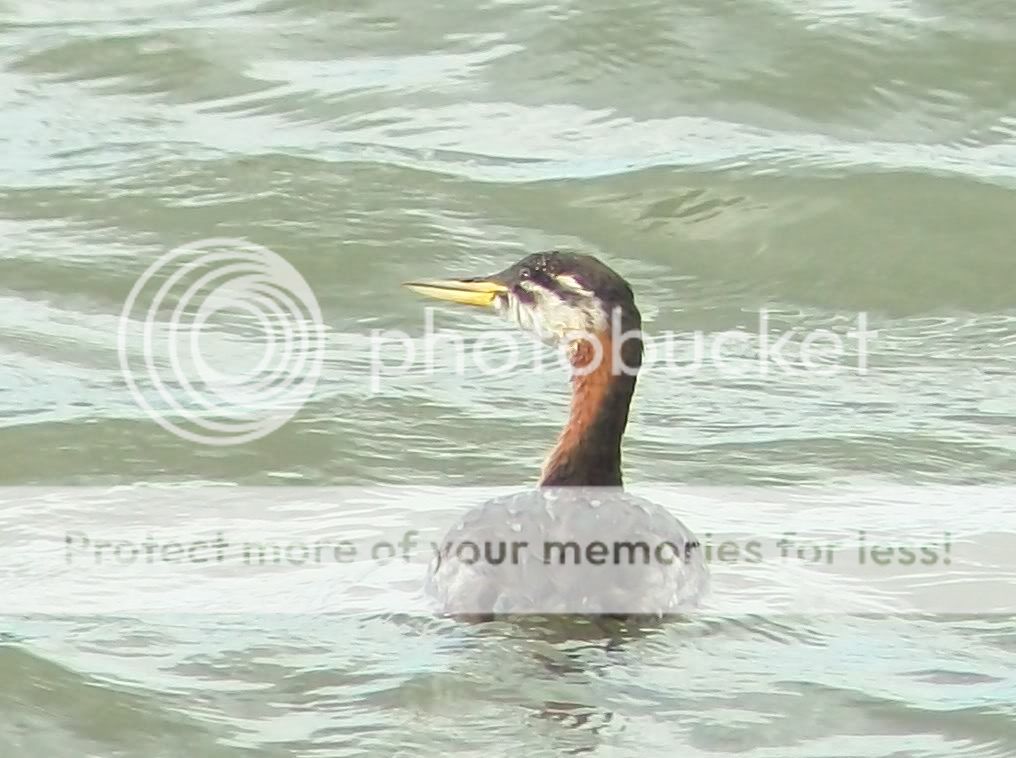 RedNeckedGrebe004.jpg