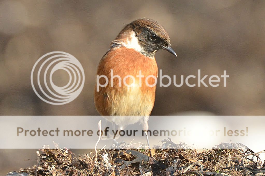 Stonechat001edited.jpg