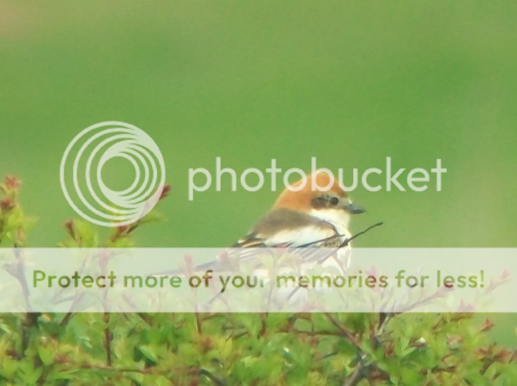 WoodchatShrike001.jpg