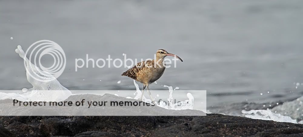 Hawaii2010066.jpg