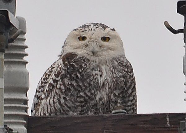 120218_03836Snowy-Owl-Dalla_filtered.jpg