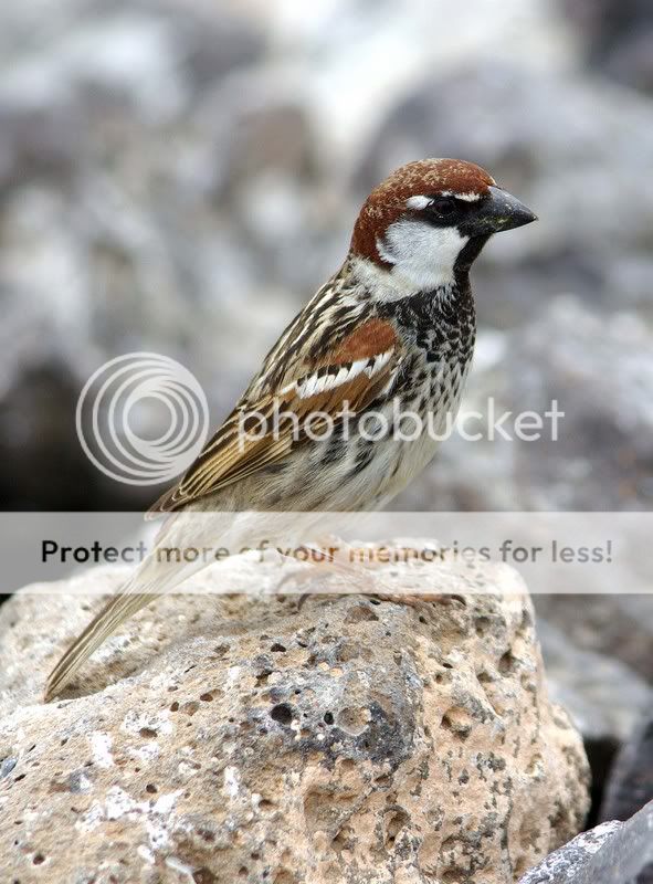 SpanishSparrowMale.jpg