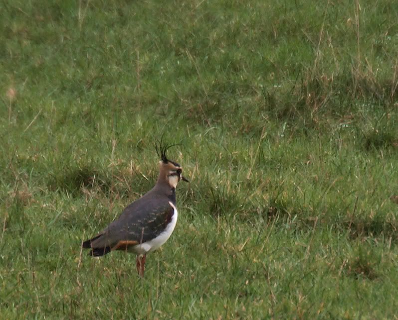 Lapwing.jpg