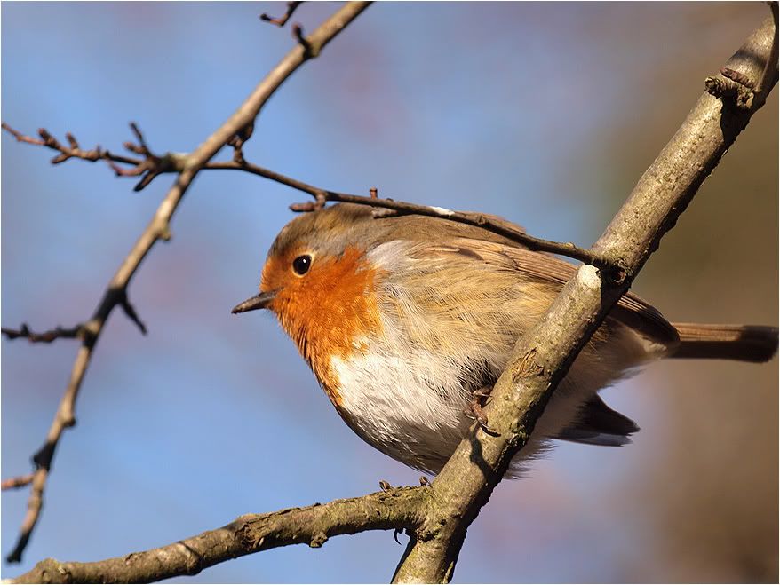 RedBreast2.jpg