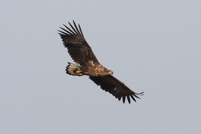 White-tailed Eagle