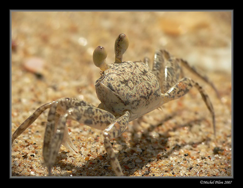 crabe1-3.jpg