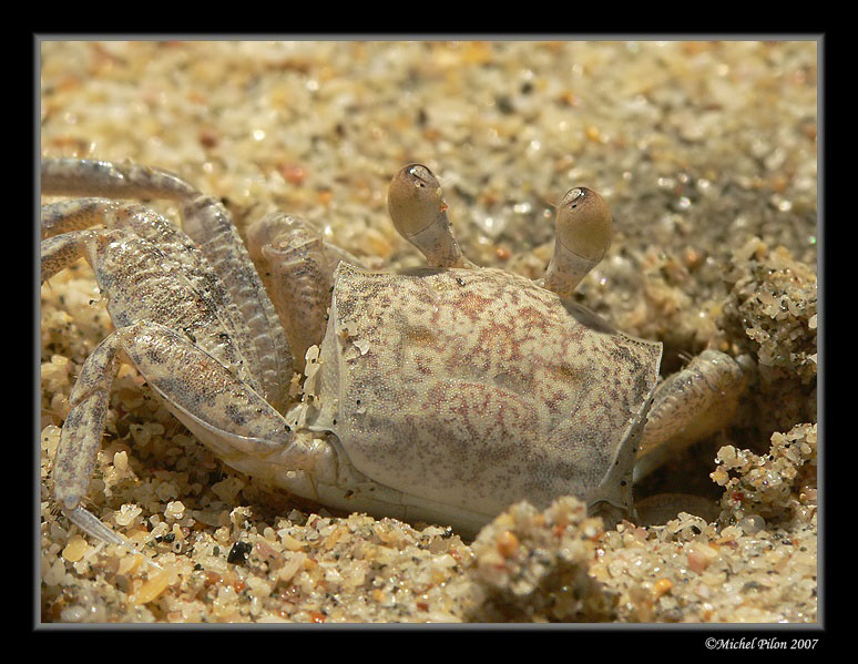 crabe1-5.jpg