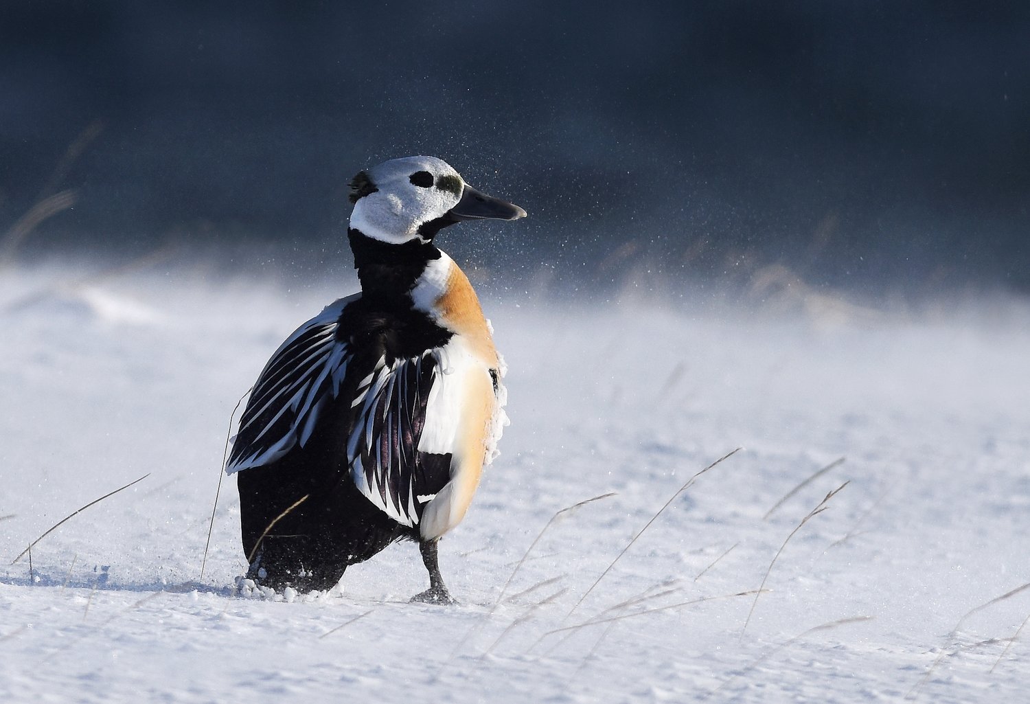 www.varanger.net