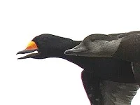 www.birdguides.com