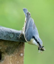 nuthatch2-fellowes.jpg