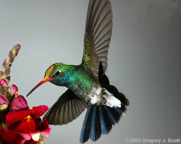 gjs_1876_broadbill_with_pollen_cap_600x480.JPG