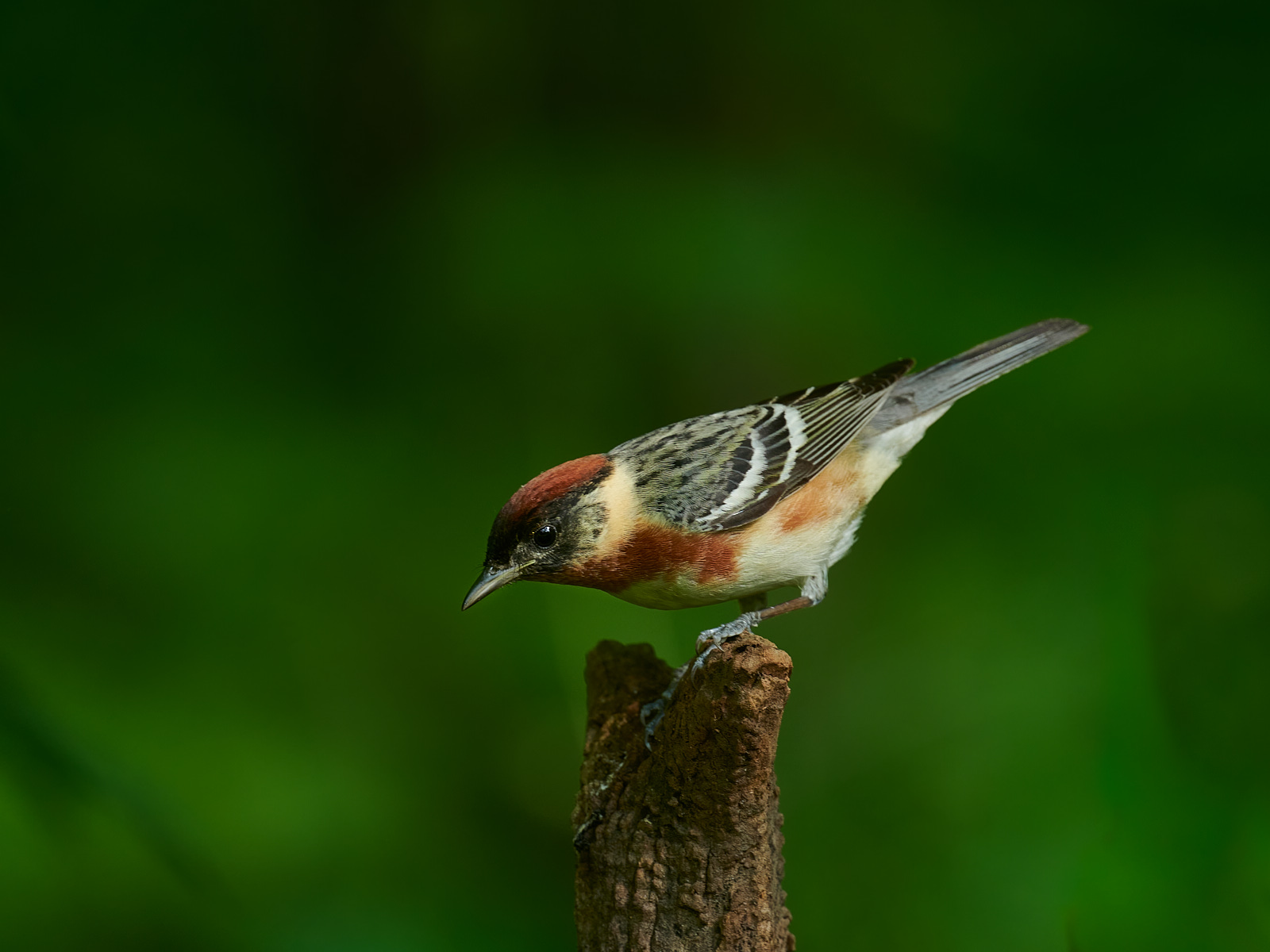 Bay-breasted%2BWarbler%2B1.jpg