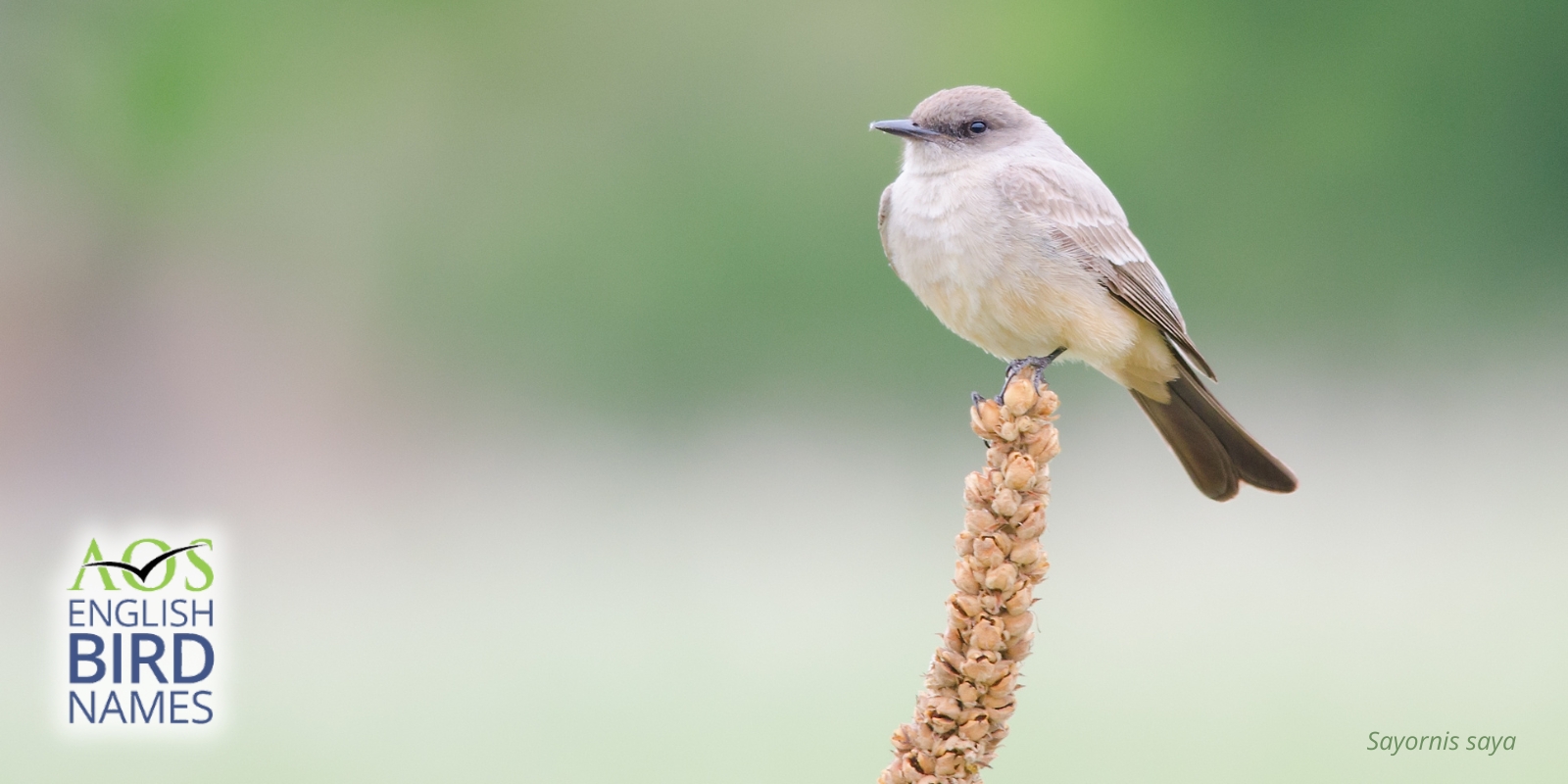 americanornithology.org