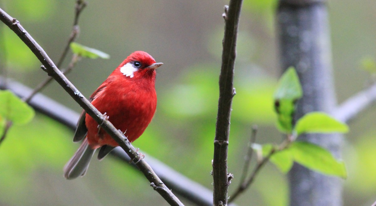 birdingtoursoaxaca.com