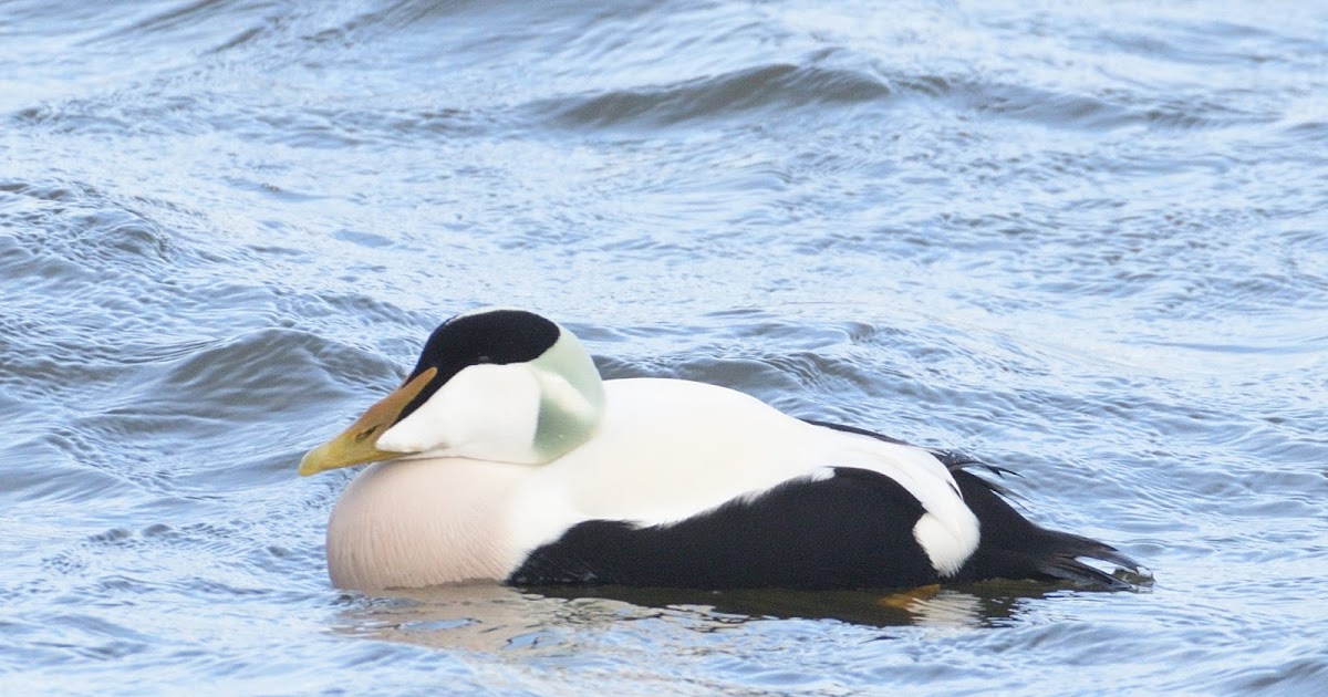 stonefactionbirding2014.blogspot.com