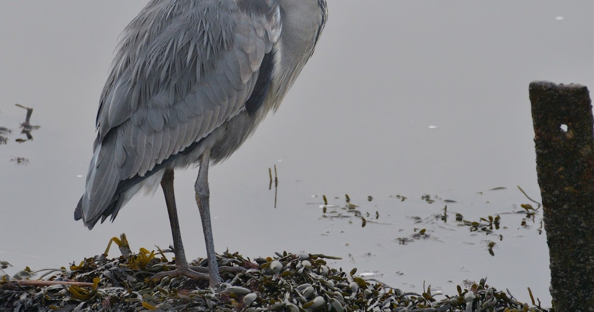 stonefactionbirding2014.blogspot.com