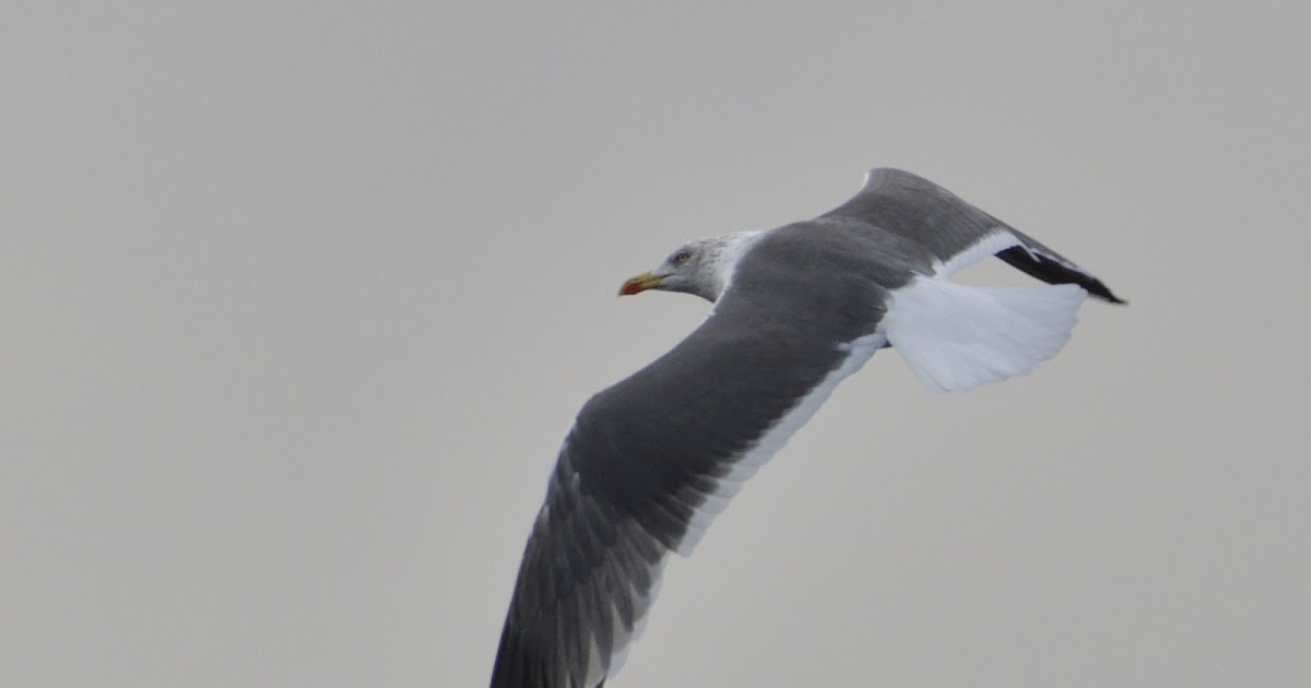 stonefactionbirding2014.blogspot.com