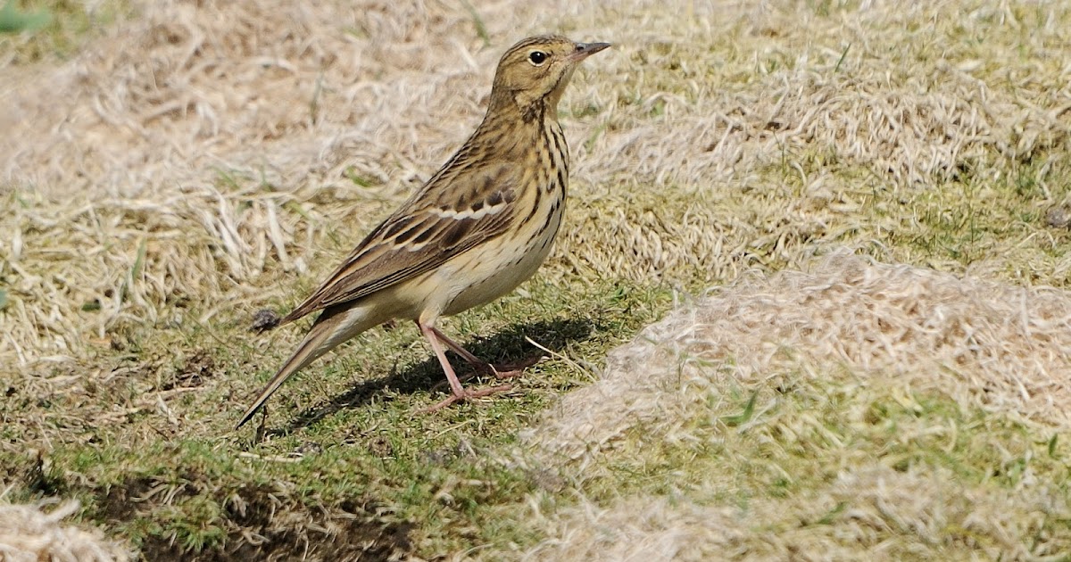 stonefactionbirding2014.blogspot.com