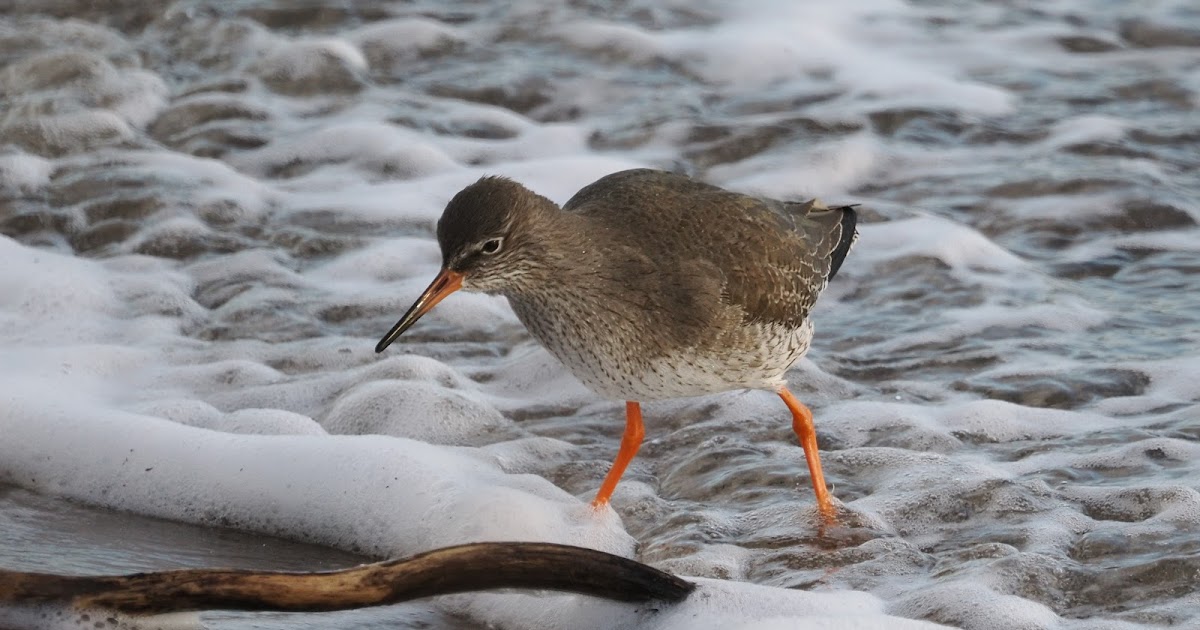 stonefactionbirding2014.blogspot.com