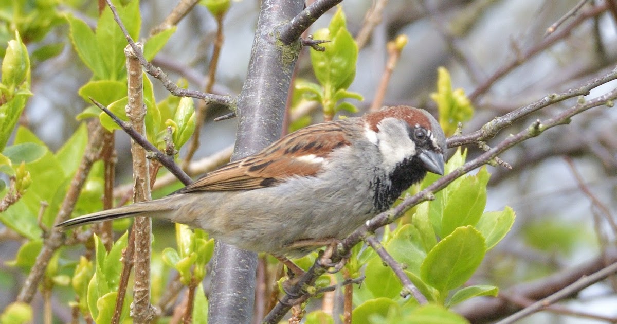 stonefactionbirding2014.blogspot.com