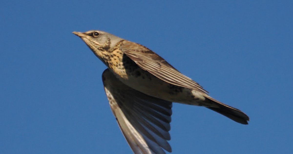 stonefactionbirding2014.blogspot.com