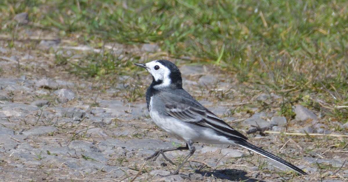 stonefactionbirding2014.blogspot.com