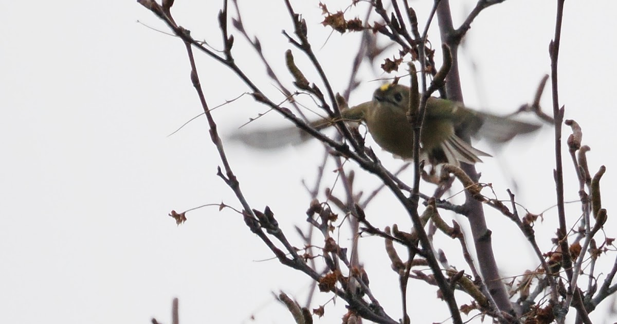 stonefactionbirding2014.blogspot.com