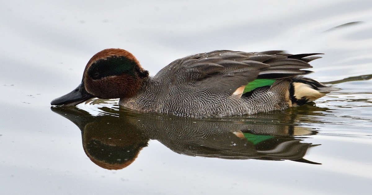 stonefactionbirding2014.blogspot.com