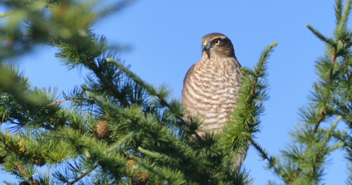 stonefactionbirding2014.blogspot.com