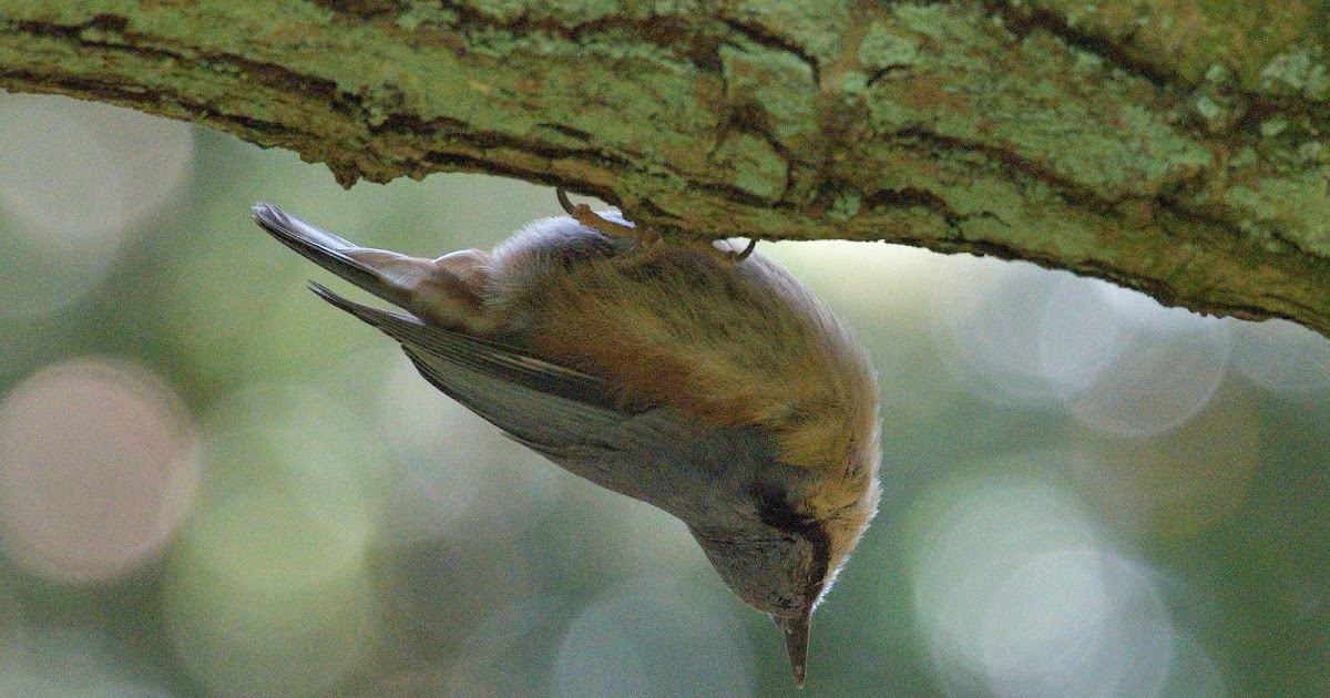 stonefactionbirding2014.blogspot.com