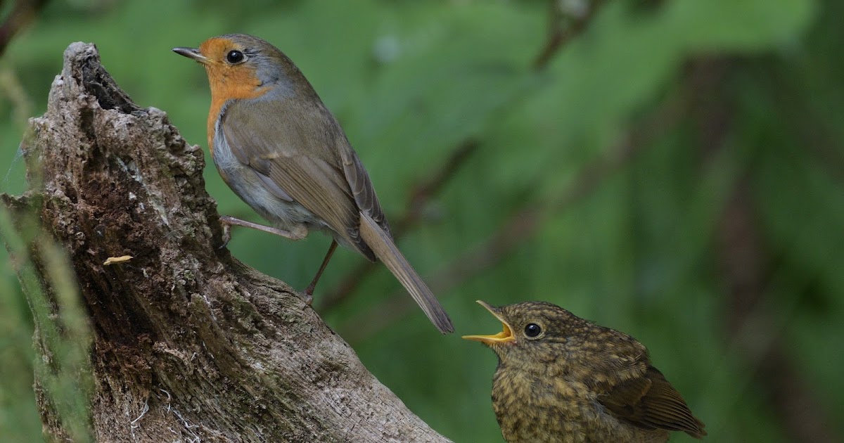 stonefactionbirding2014.blogspot.com