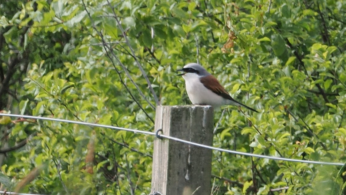 stonefactionbirding2014.blogspot.com