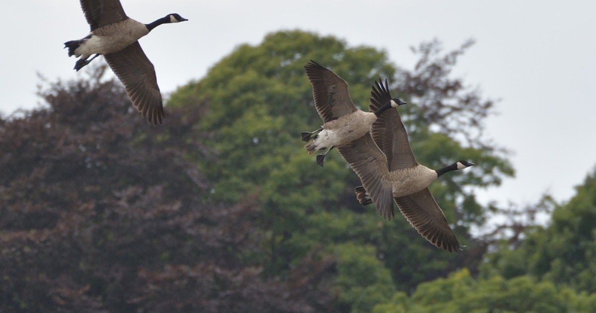 stonefactionbirding2014.blogspot.com