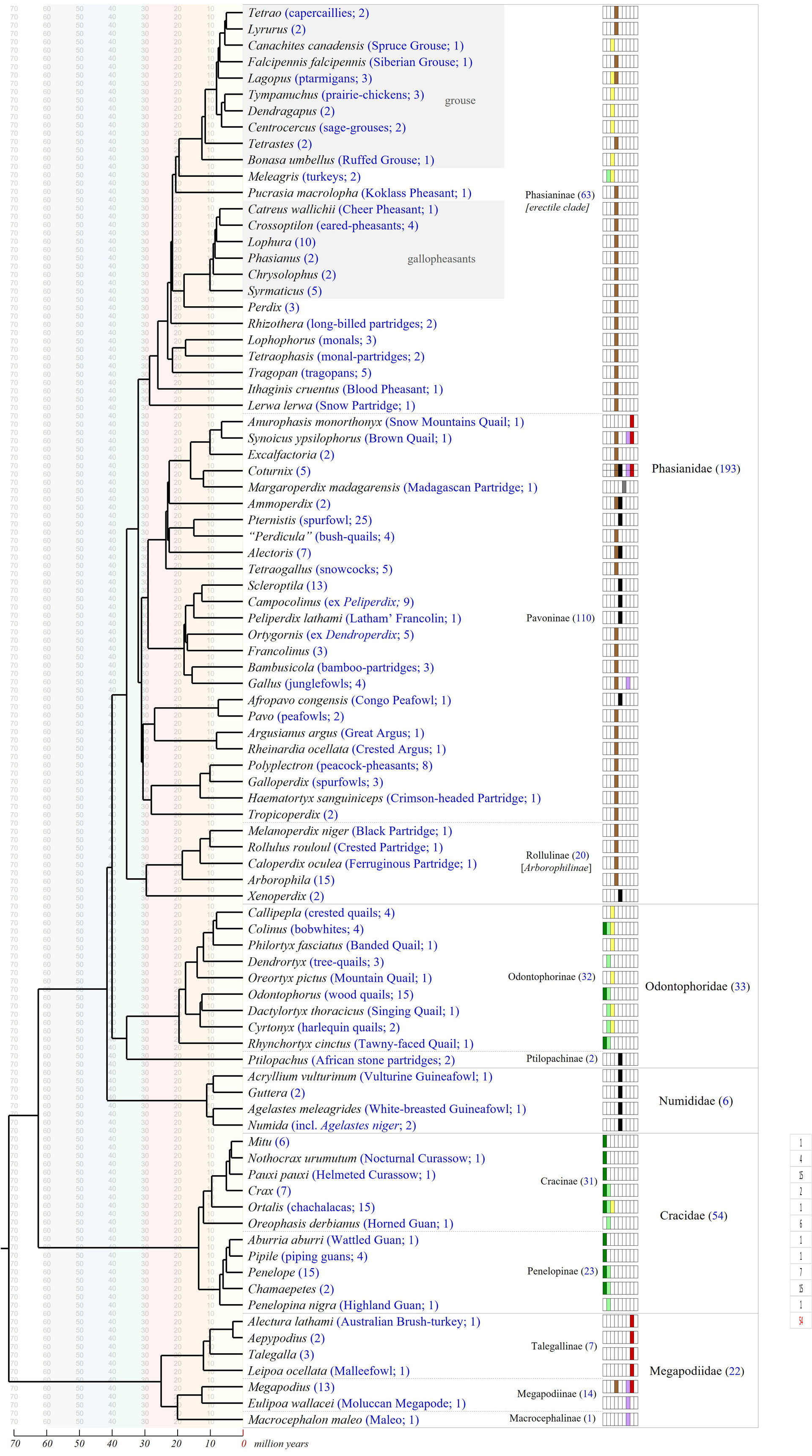 www.bird-phylogeny.de