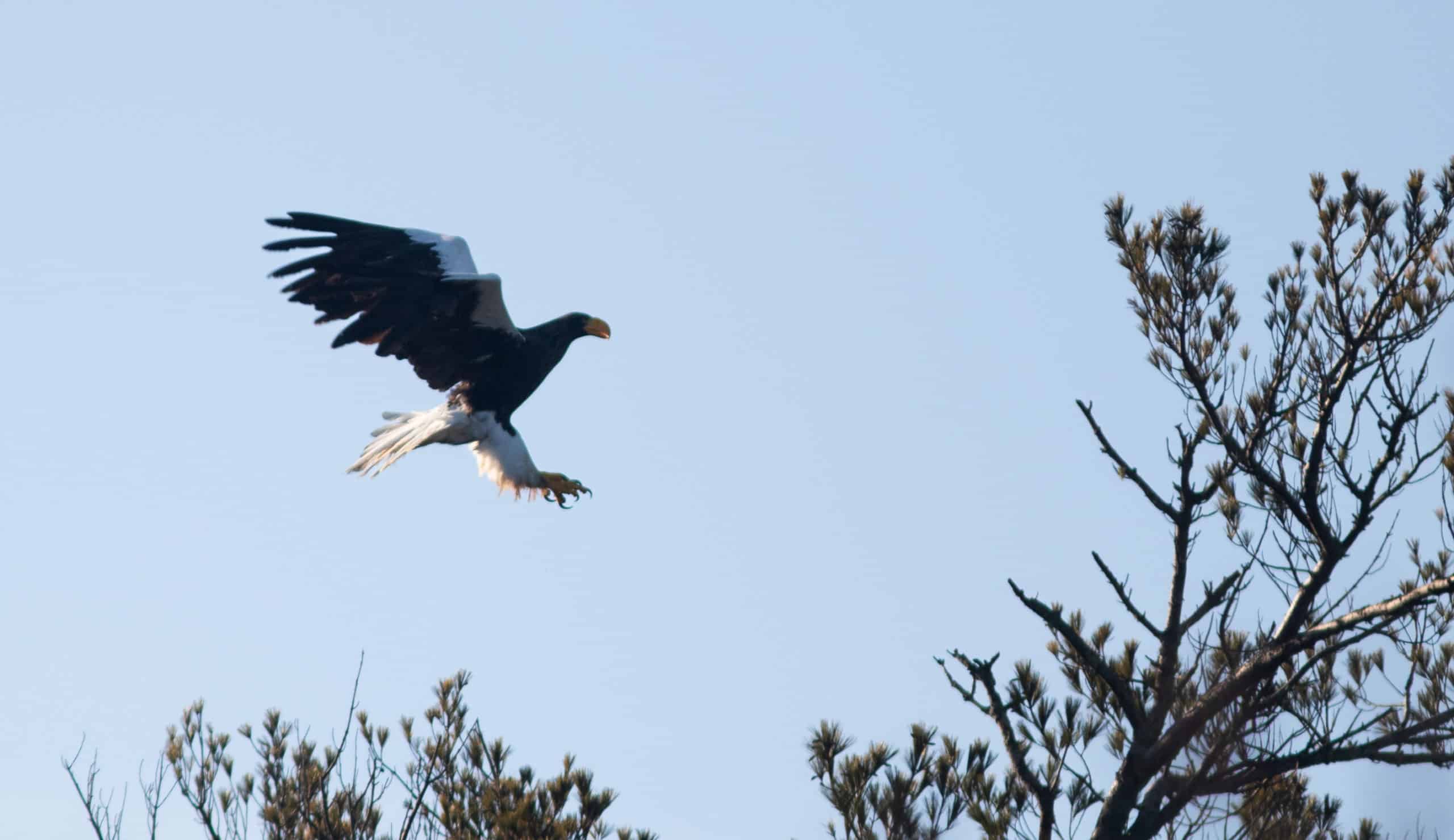 maineaudubon.org