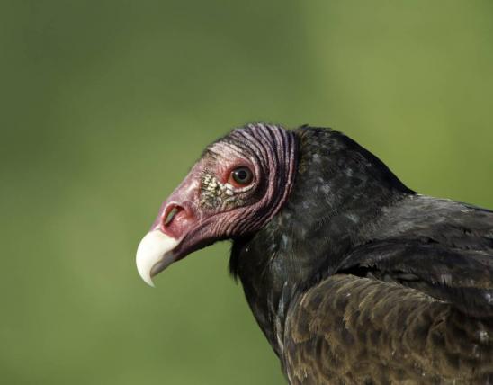 Turkey_Vulture_0126.jpg