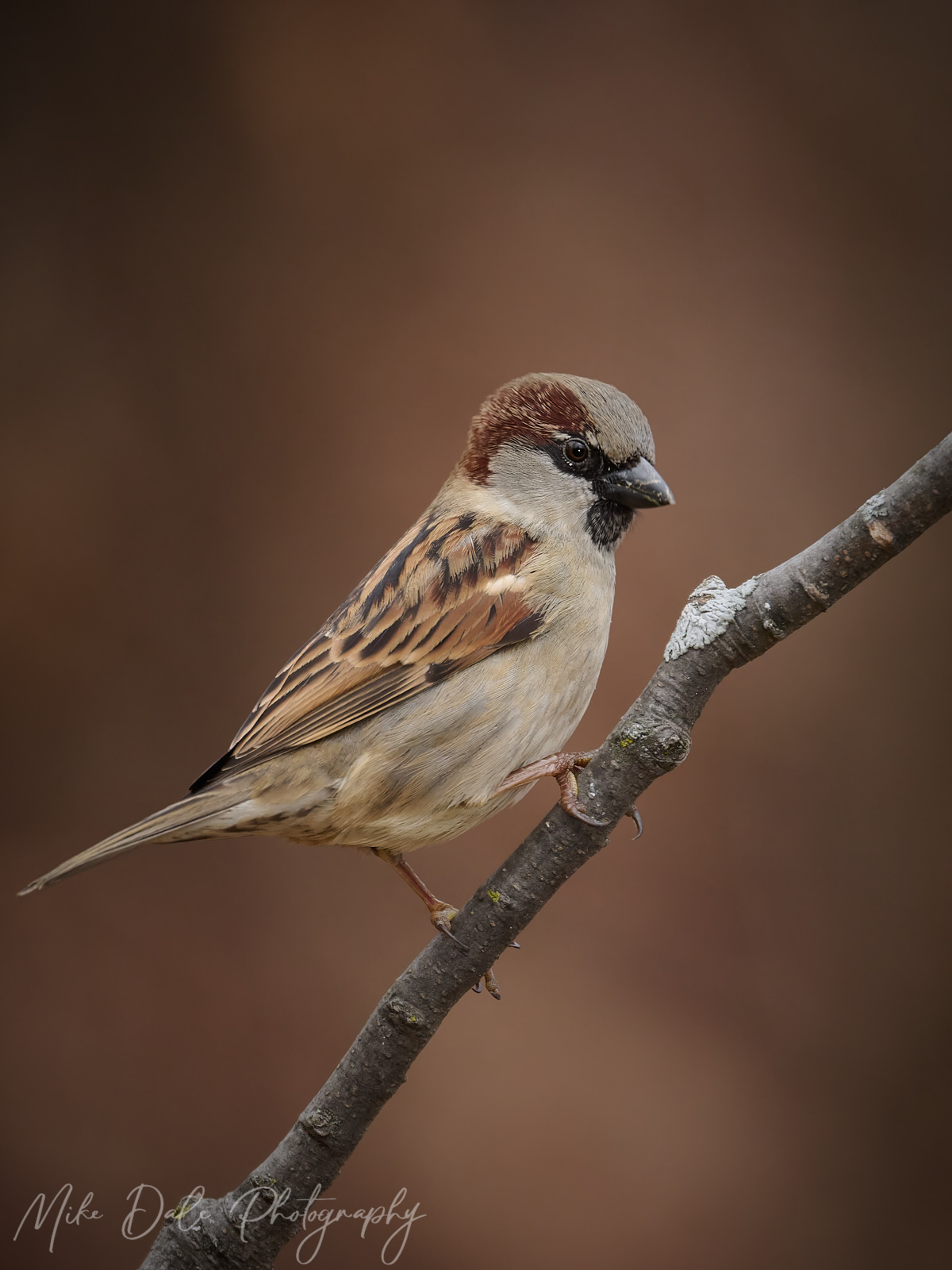 House-Sparrow-3.jpg