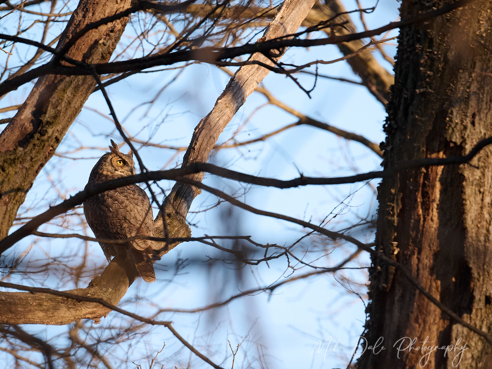 Great-horned-Owl-2.jpg