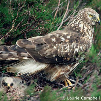 raptorpersecutionscotland.wordpress.com