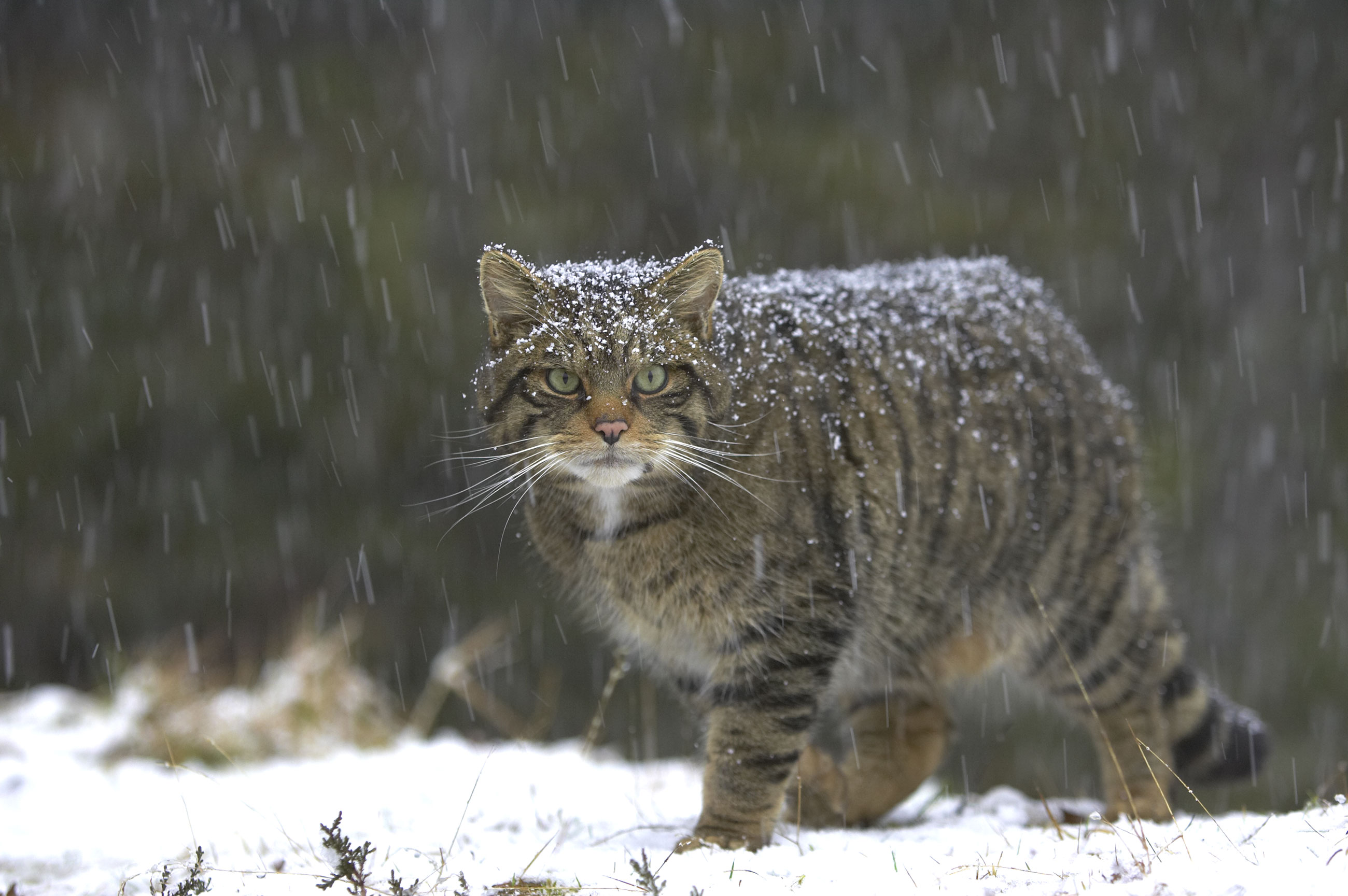 www.scottishwildcataction.org